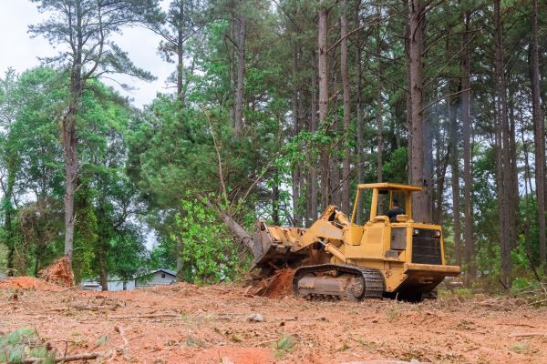 Trees Clearing in Athens