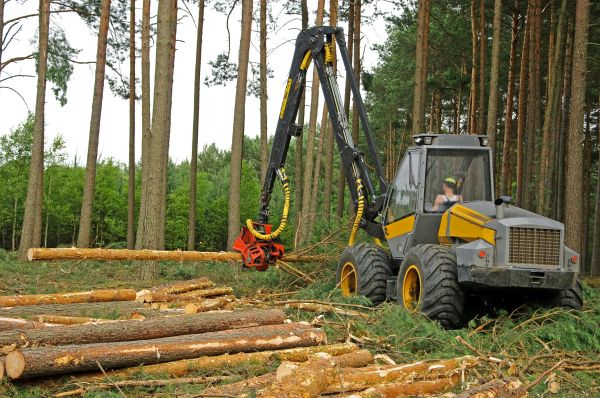 Forest Clearing