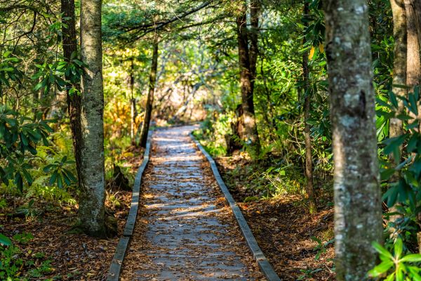 Trail Clearing Service
