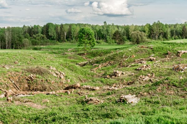 Hillside Vegetation Removal