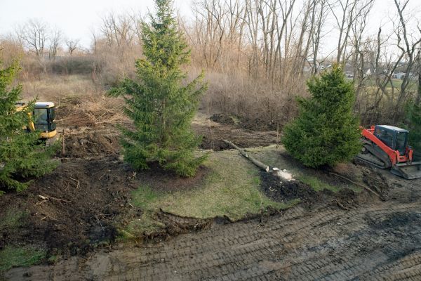 Thicket Removal