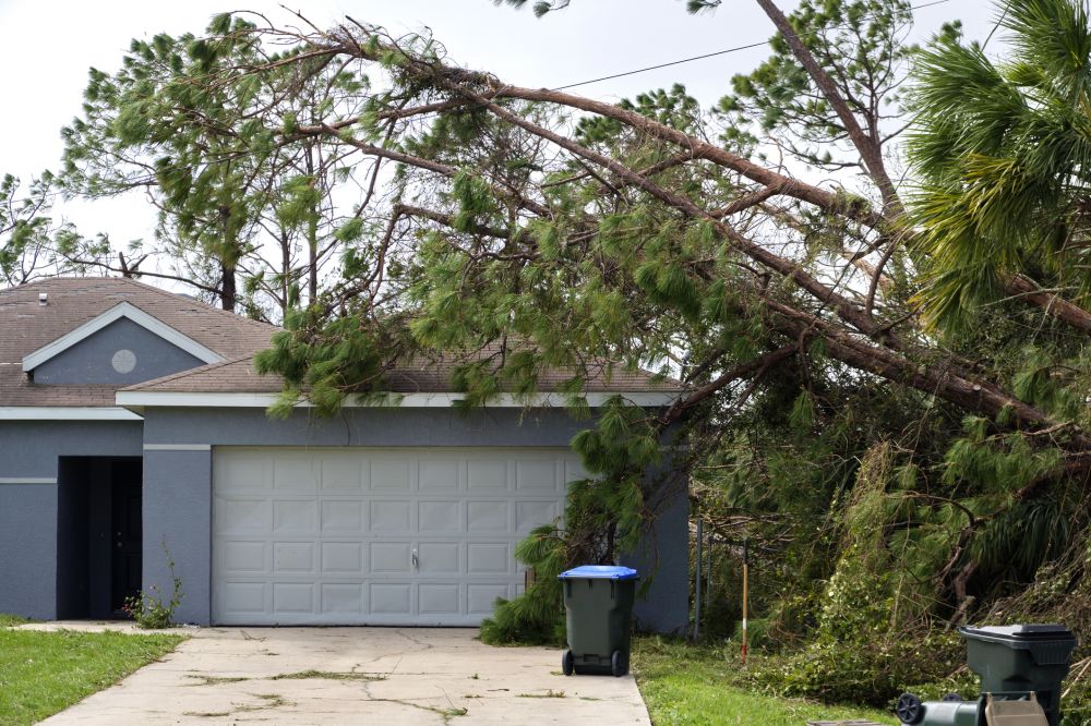 Hazardous Tree Removal